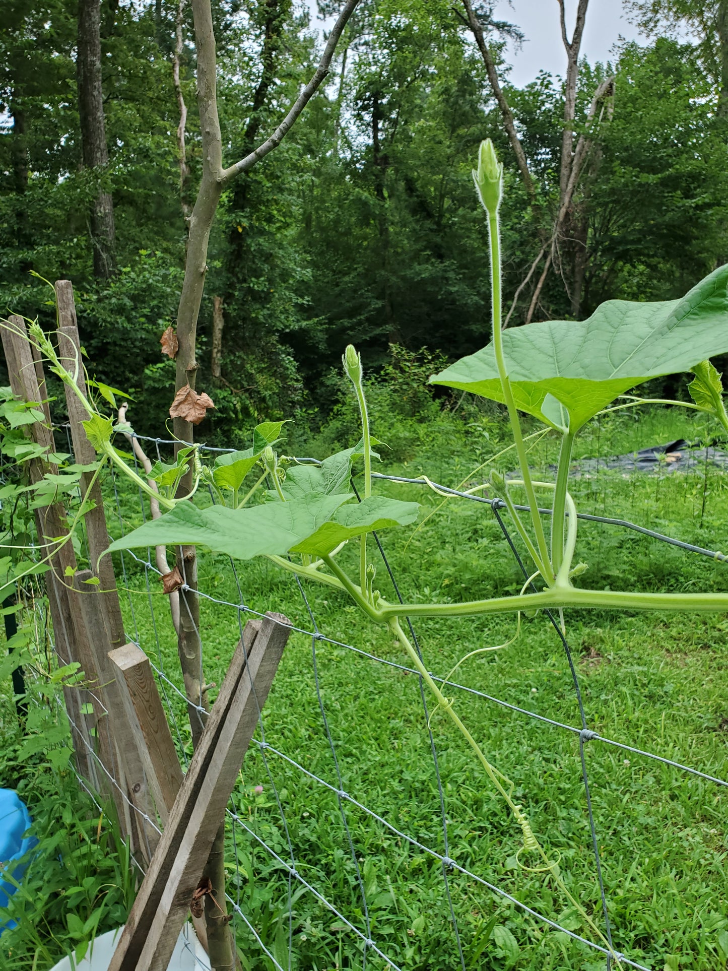 Birdhouse Gourd Seeds - 10 Seeds