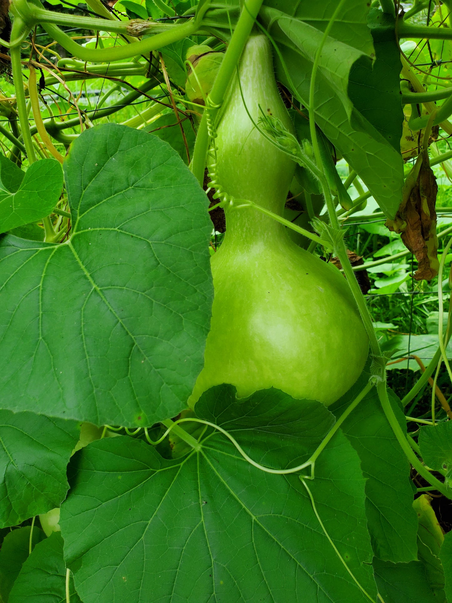 Birdhouse Gourd Seeds - 10 Seeds