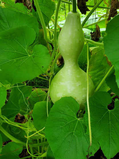 Birdhouse Gourd Seeds - 10 Seeds