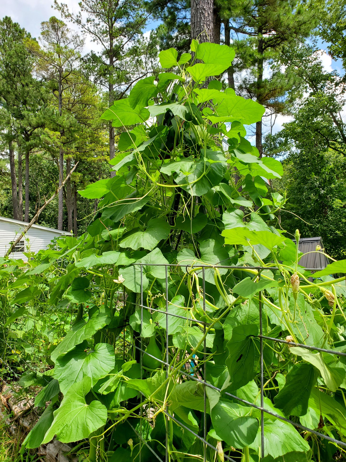 Birdhouse Gourd Seeds - 10 Seeds