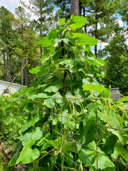 Birdhouse Gourd Seeds - 10 Seeds