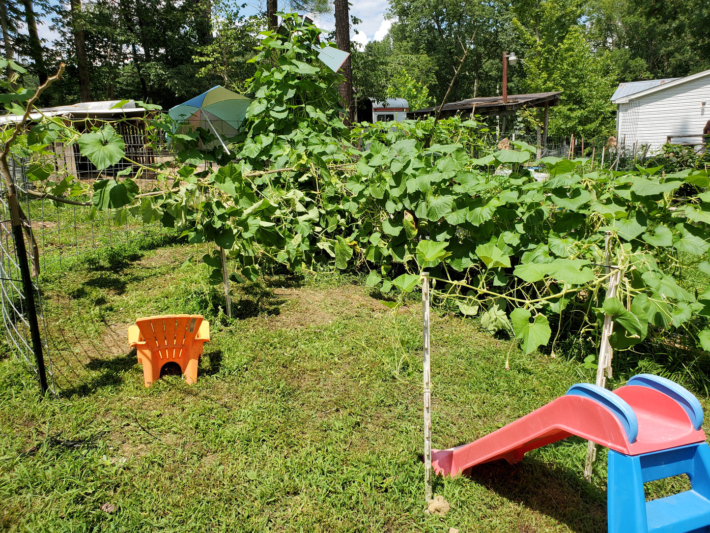 Birdhouse Gourd Seeds - 10 Seeds