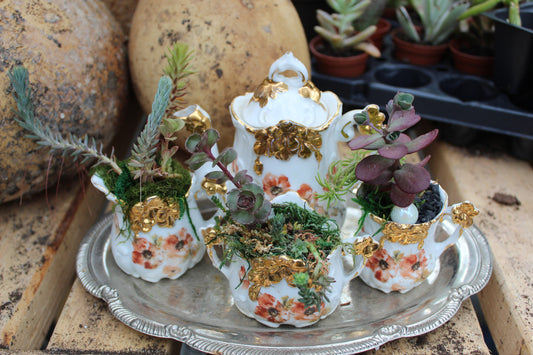 Vintage planted tea-set